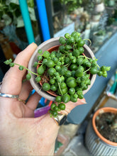 Load image into Gallery viewer, Senecio rowleyanus 5.5cm Pot - String of Pearls
