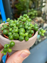 Load image into Gallery viewer, Senecio rowleyanus 5.5cm Pot - String of Pearls
