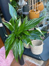 Load image into Gallery viewer, Spathiphyllum Chopin / Peace Lily
