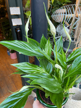 Load image into Gallery viewer, Spathiphyllum Chopin / Peace Lily
