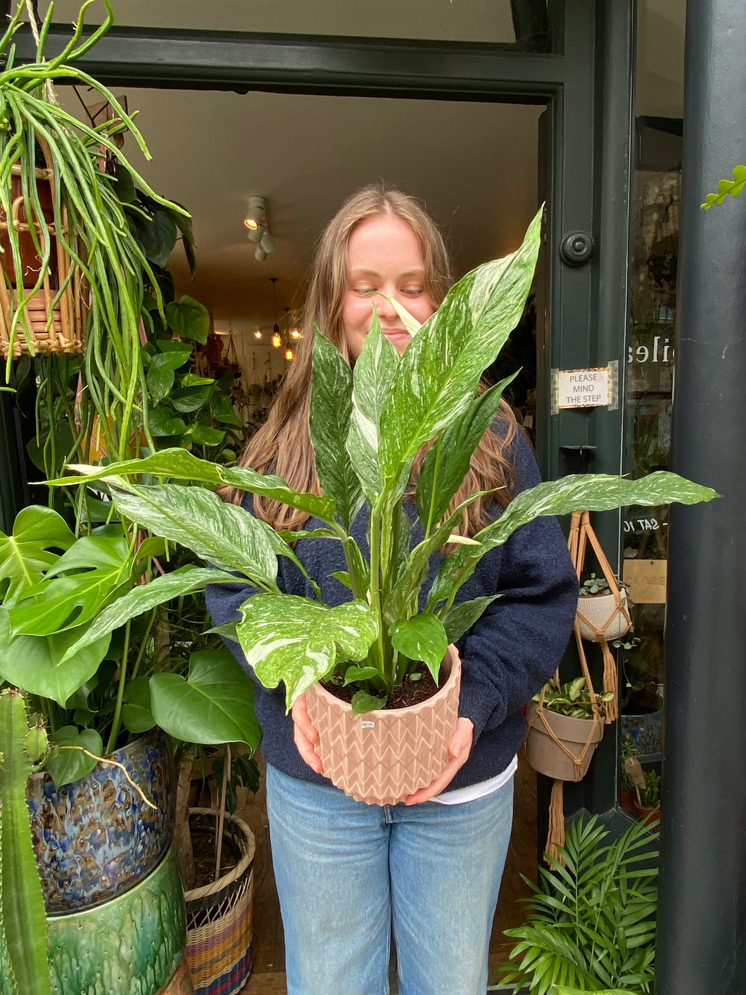 Spathiphyllum diamond / Variegated Peace Lily