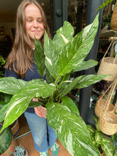 Load image into Gallery viewer, Spathiphyllum diamond / Variegated Peace Lily
