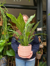 Load image into Gallery viewer, Spathiphyllum diamond / Variegated Peace Lily
