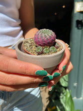 Load image into Gallery viewer, Sulcorebutia rauschii
