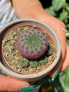 Sulcorebutia rauschii