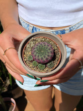 Load image into Gallery viewer, Sulcorebutia rauschii
