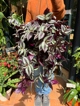 Load image into Gallery viewer, Tradescantia zebrina Violet Hill / Inch Plant

