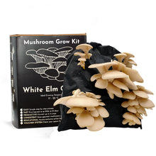 Load image into Gallery viewer, Oyster Mushroom Growing Kit
