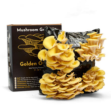 Load image into Gallery viewer, Oyster Mushroom Growing Kit

