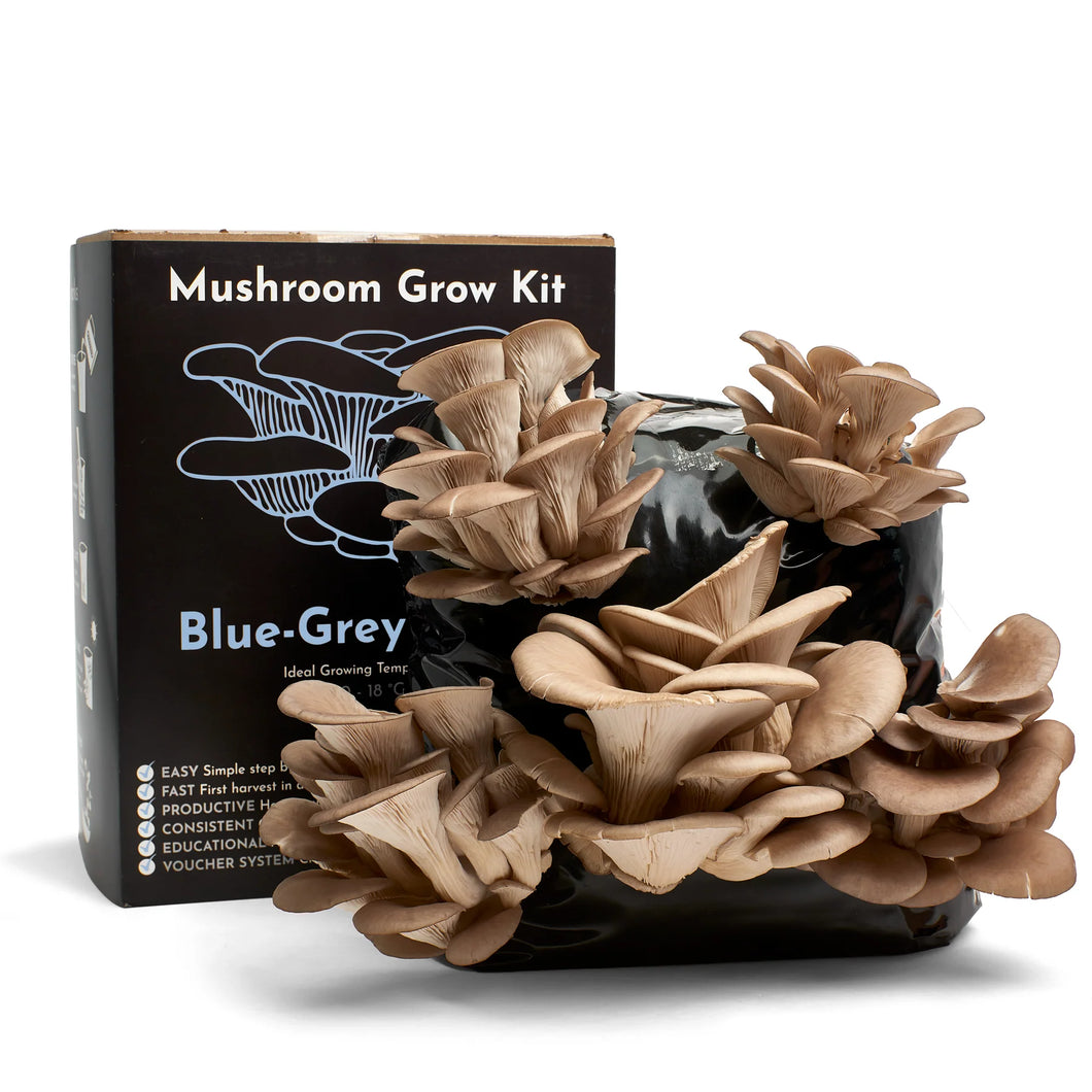 Oyster Mushroom Growing Kit