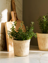 Load image into Gallery viewer, Textured Stoneware Plant Pots
