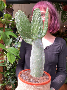 Opuntia rubescens Consolea - *Local Delivery or Local Pick Up Only*