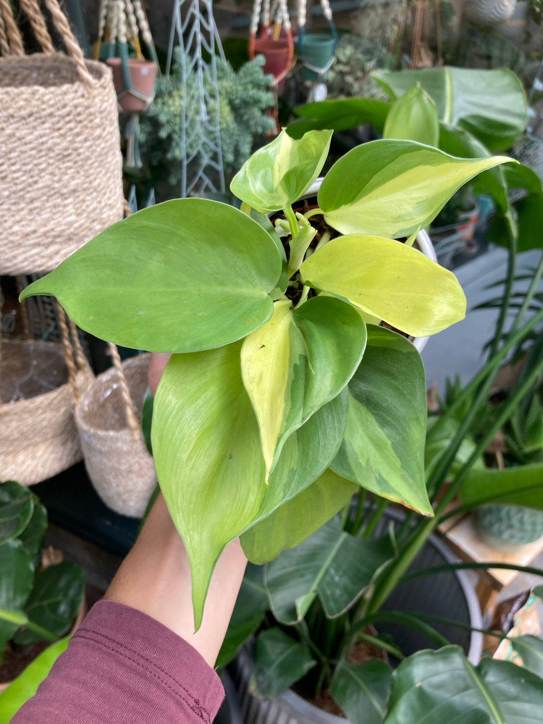 Philodendron scandens Brasil 8.5cm Pot - Sweetheart Philodendron