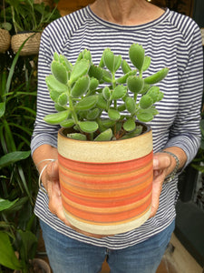 Cotyledon tomentosa - Bear Paws