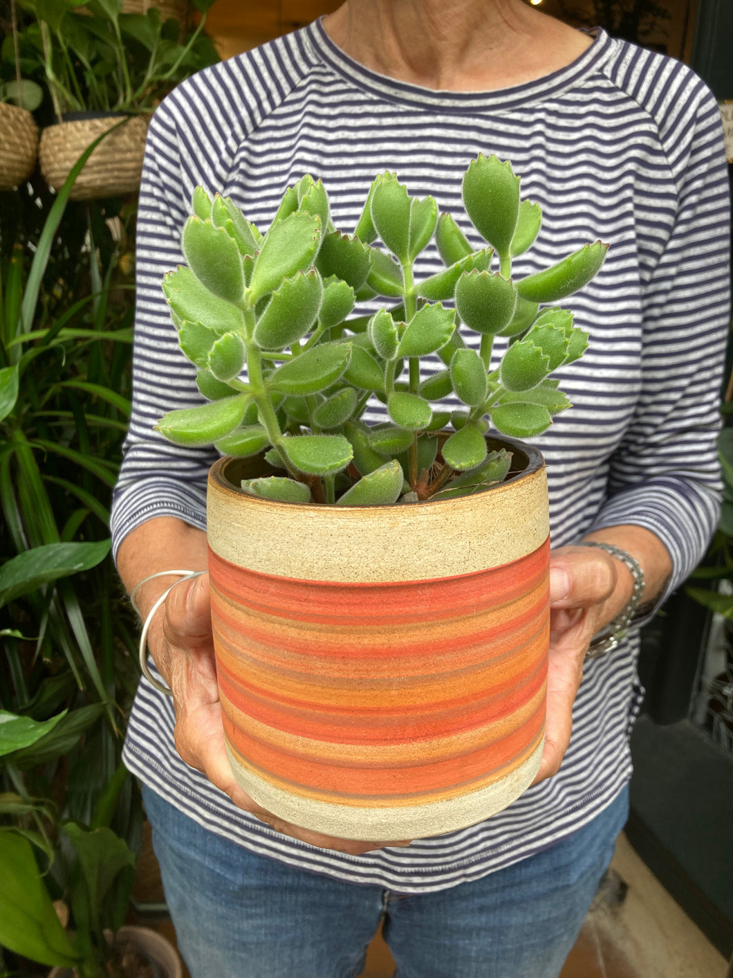 Cotyledon tomentosa - Bear Paws