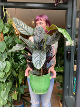 Load image into Gallery viewer, Calathea ornata Sanderiana / Pinstripe Prayer Plant - 19cm Pot - *Local Delivery or Local Pick Up Only*
