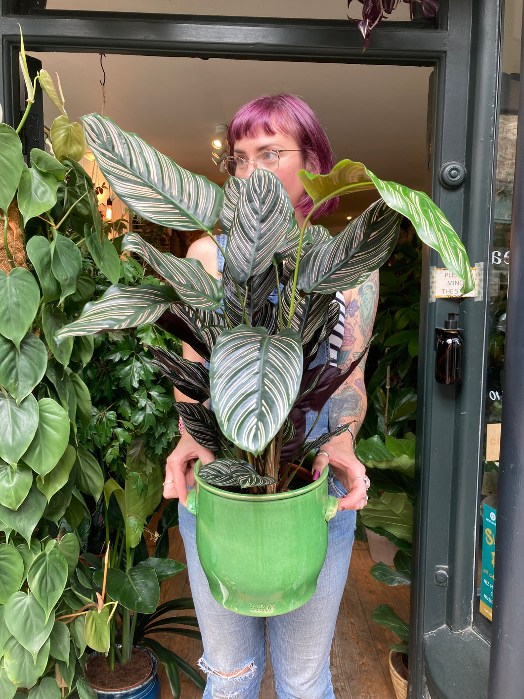 Calathea ornata Sanderiana / Pinstripe Prayer Plant - 19cm Pot - *Local Delivery or Local Pick Up Only*