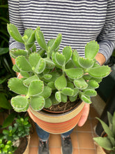Load image into Gallery viewer, Cotyledon tomentosa - Bear Paws

