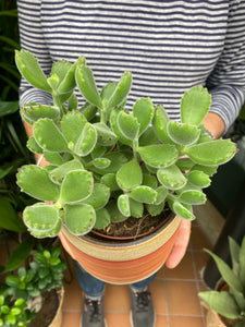 Cotyledon tomentosa - Bear Paws