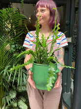 Load image into Gallery viewer, Epiphyllum anguliger 12cm Pot - Fishbone Cactus
