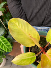Load image into Gallery viewer, Philodendron Prince of Orange
