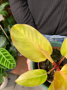 Philodendron Prince of Orange