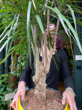 Load image into Gallery viewer, Dracaena marginata - *Local Delivery or Local Pick Up Only*
