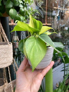 Philodendron scandens Brasil 8.5cm Pot - Sweetheart Philodendron