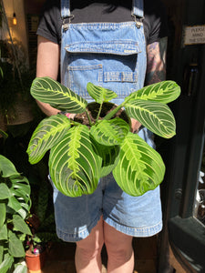 Maranta leuconeura Lemon Lime - Prayer Plant