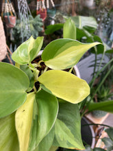 Load image into Gallery viewer, Philodendron scandens Brasil 8.5cm Pot - Sweetheart Philodendron
