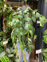 Load image into Gallery viewer, Aeschynanthus marmoratus 15cm Pot - Lipstick Vine

