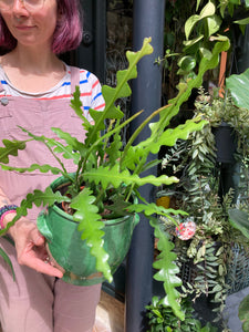 Epiphyllum anguliger 12cm Pot - Fishbone Cactus