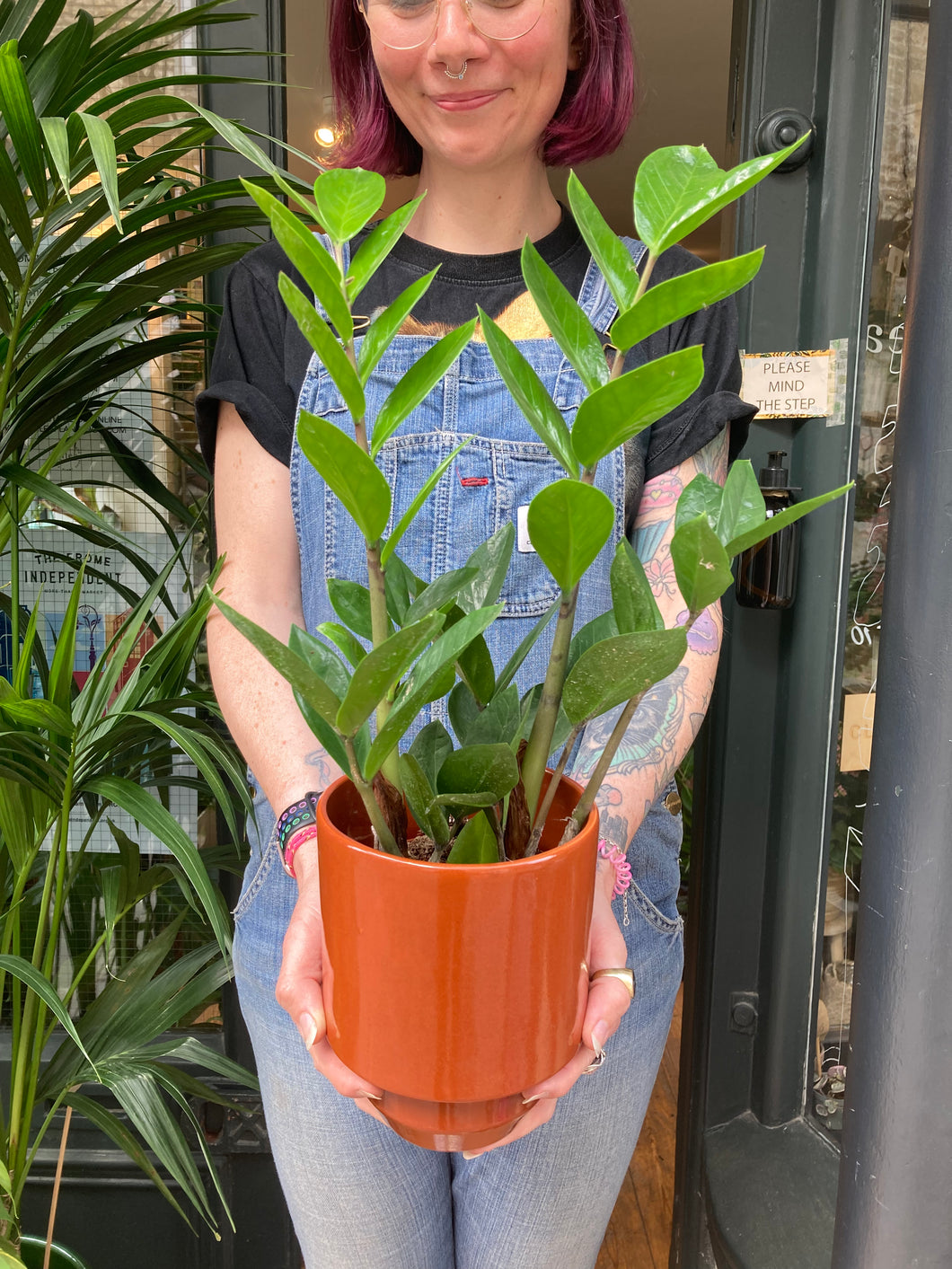 Zamioculcas zamiifolia 12cm Pot - Local Delivery or Local Pick Up Only*
