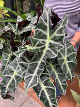 Load image into Gallery viewer, Alocasia amazonica Polly - *Local Delivery or Local Pick Up Only*
