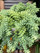 Load image into Gallery viewer, Sedum burrito 17cm Pot - *Local Delivery or Local Pick Up Only*
