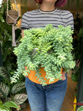Load image into Gallery viewer, Sedum burrito 17cm Pot - *Local Delivery or Local Pick Up Only*
