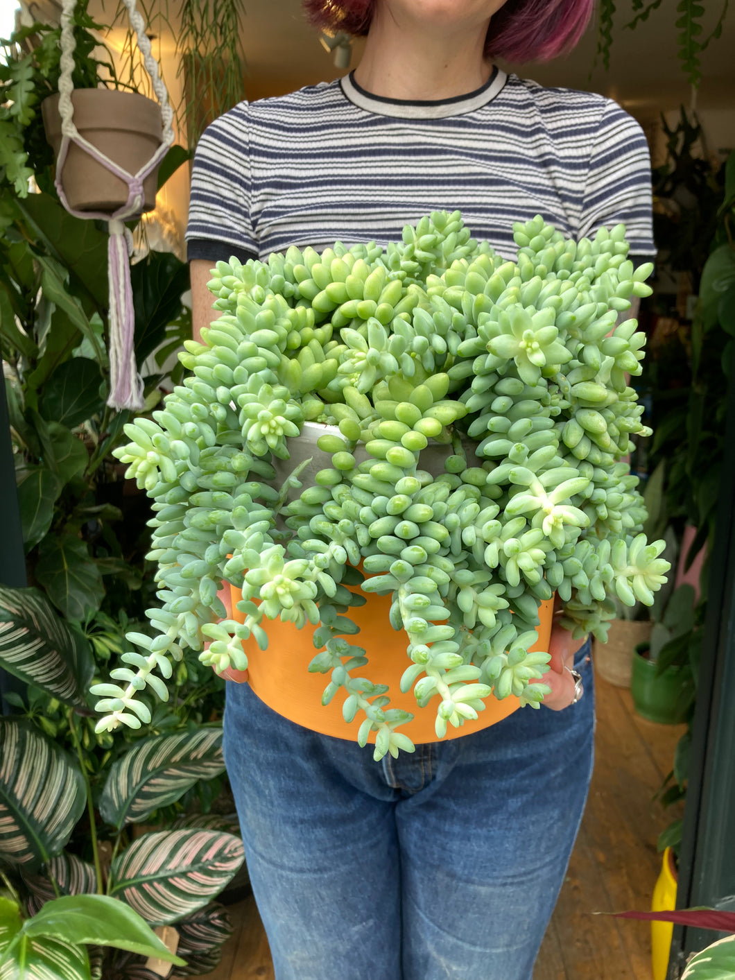 Sedum burrito 17cm Pot - *Local Delivery or Local Pick Up Only*
