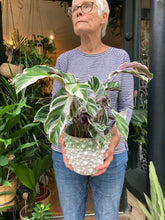 Load image into Gallery viewer, Calathea White Fusion - Prayer Plant
