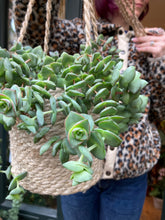 Load image into Gallery viewer, Crassula perforata / String of Buttons
