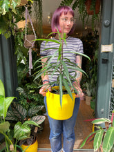 Load image into Gallery viewer, Ficus maclellandii Alii - *Local Delivery or Local Pick Up Only*
