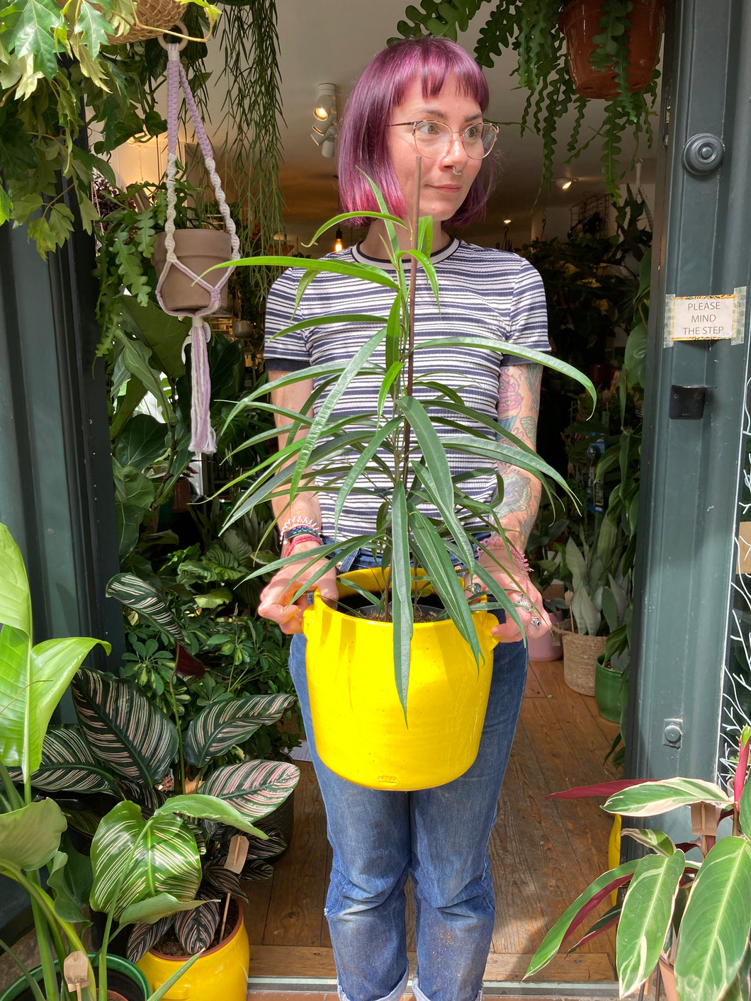 Ficus maclellandii Alii - *Local Delivery or Local Pick Up Only*