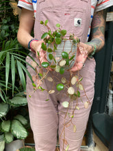 Load image into Gallery viewer, Peperomia Pepperspot 8cm Pot - Green Coins
