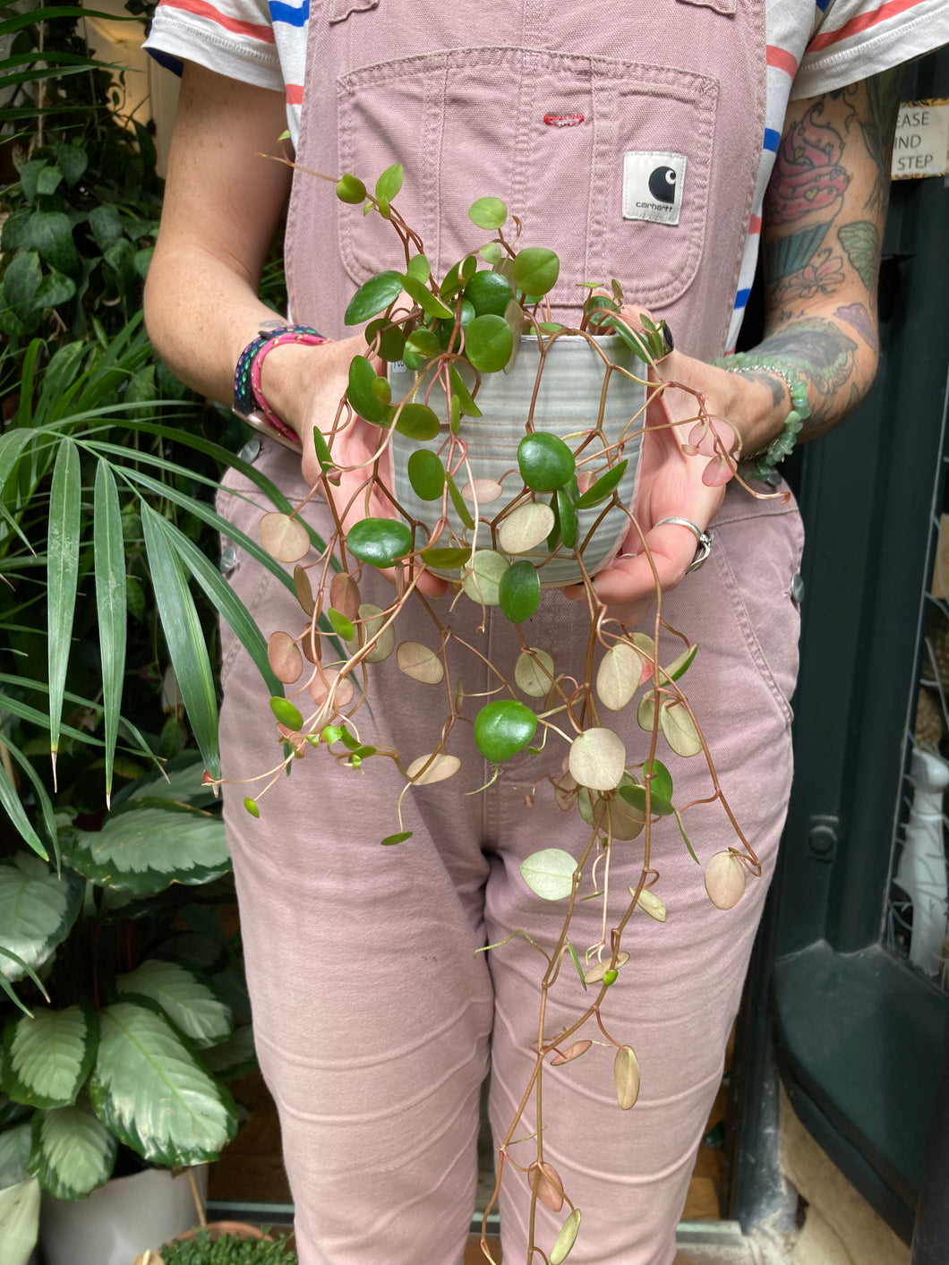 Peperomia Pepperspot 8cm Pot - Green Coins