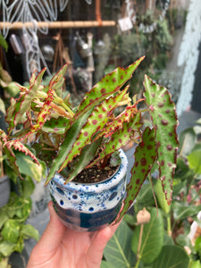 Begonia amphioxus - Elongated Begonia