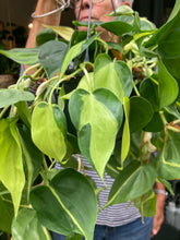 Load image into Gallery viewer, Philodendron scandens Brasil - Sweetheart Plant
