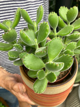 Load image into Gallery viewer, Cotyledon tomentosa - Bear Paws
