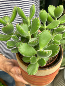 Cotyledon tomentosa - Bear Paws