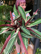 Load image into Gallery viewer, Stromanthe sanguinea Triostar -*Local Delivery or Local Pick Up Only*
