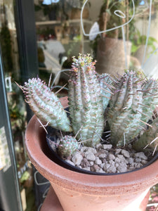 Euphorbia mammillaris Variegata - Corncob Cactus