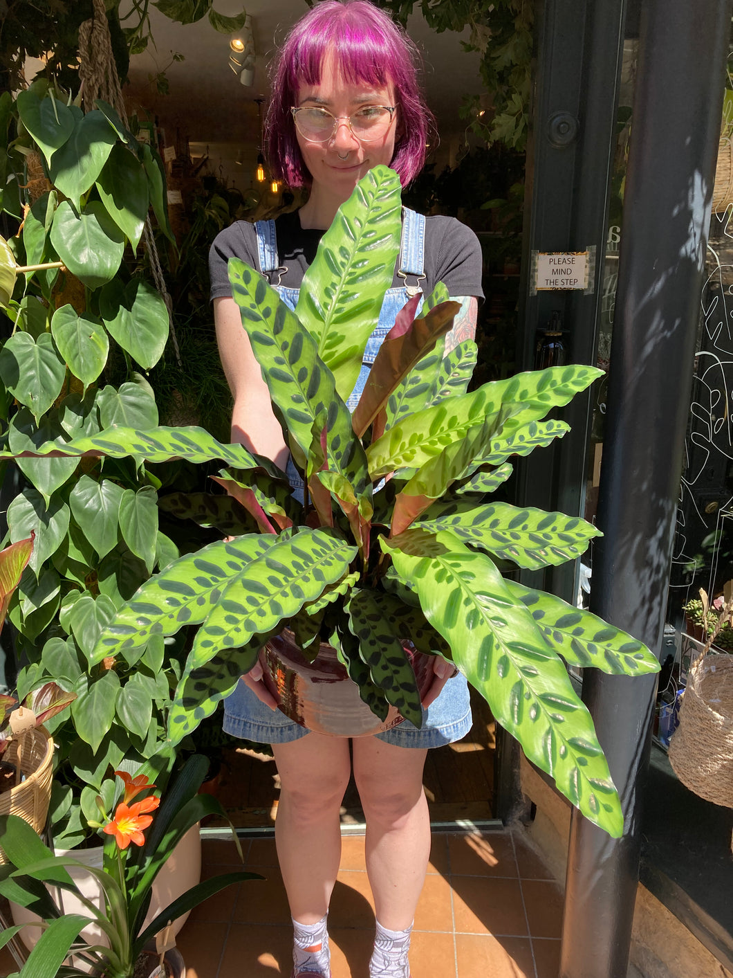 Calathea lancifolia Insigne / Rattlesnake Prayer Plant